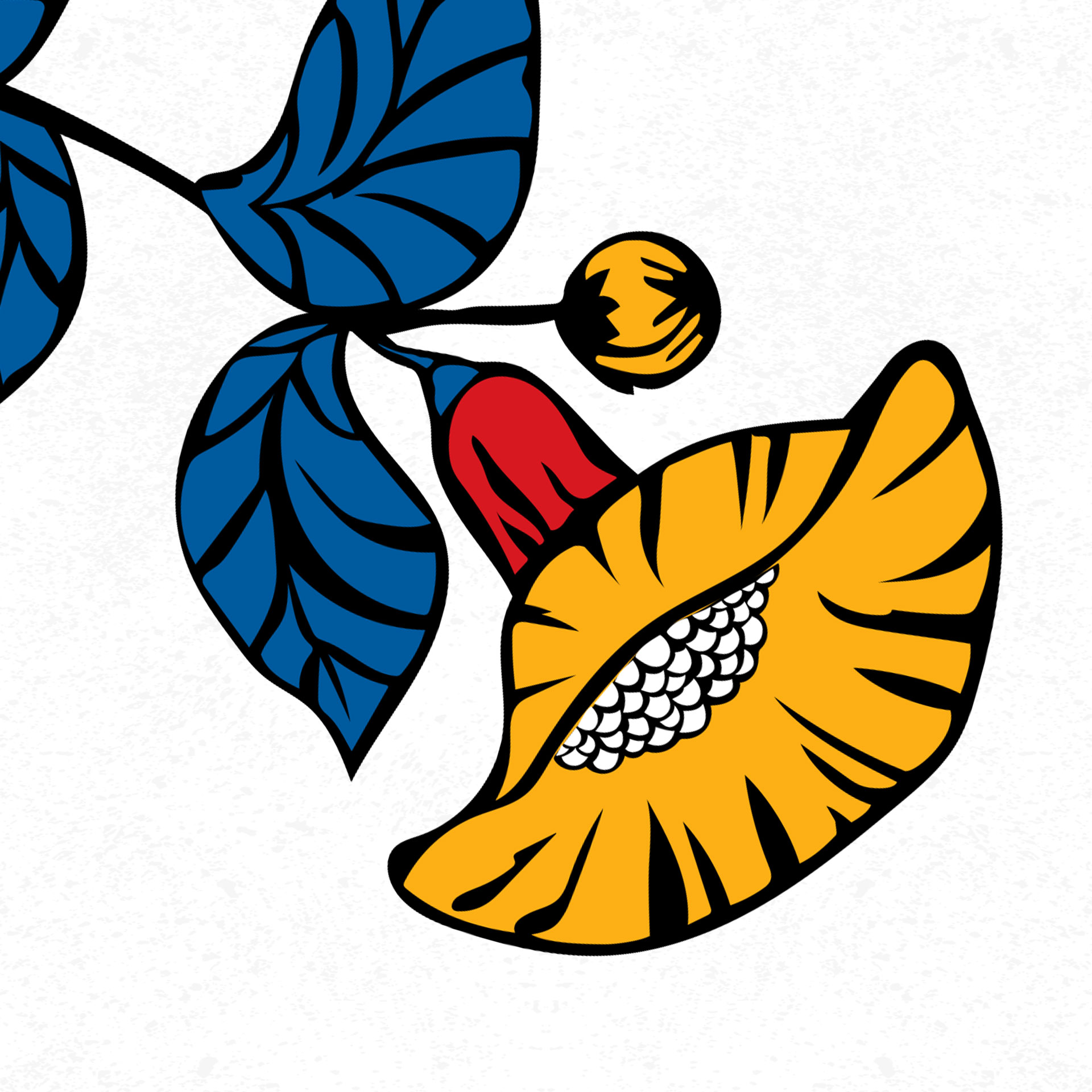 گل آفریقایی